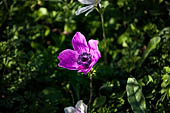 Fioritura invernale di anemone dei fiorai (anemone coronaria) nei prati incolti di Creta.